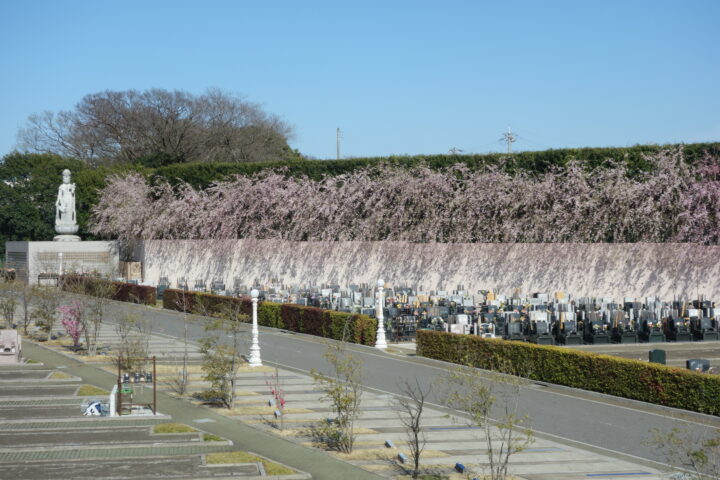 87本の枝垂れ桜と四季折々のお花に囲まれた緑豊かな霊園