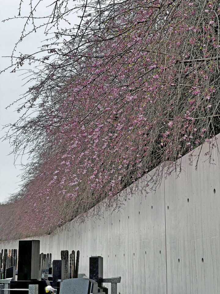 釈迦寺霊園の桜が咲きました