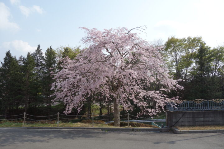 小室の桜